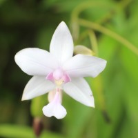 Spathoglottis plicata Blume